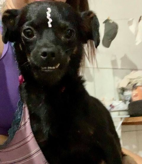 Cadelinha é encontrada no Bairro Cancelli
