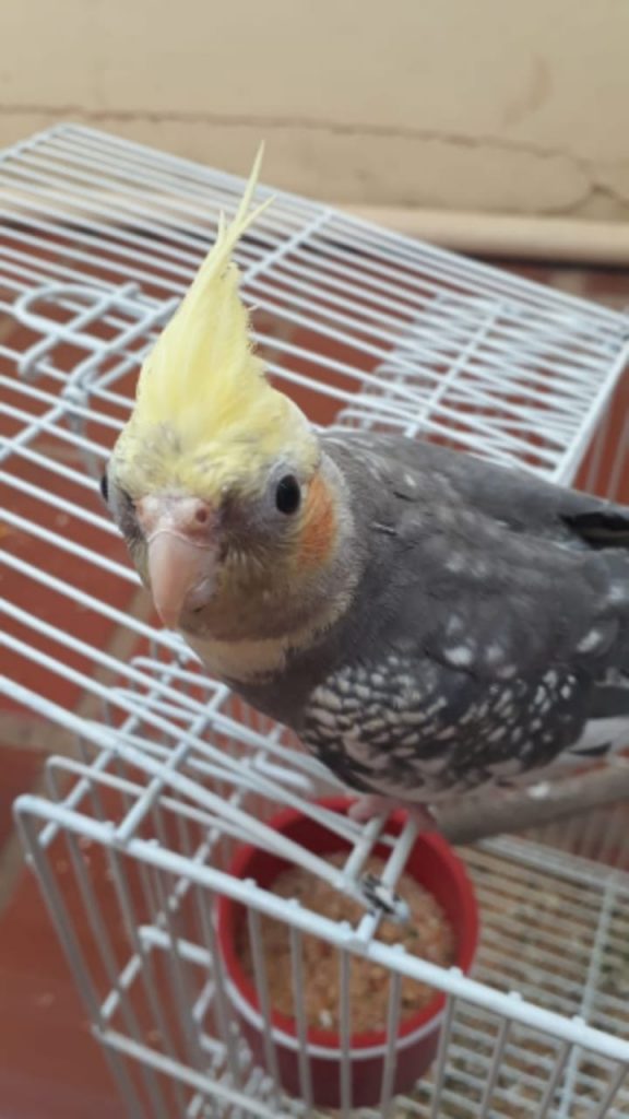 Calopsita fugiu no Bairro Turisparque