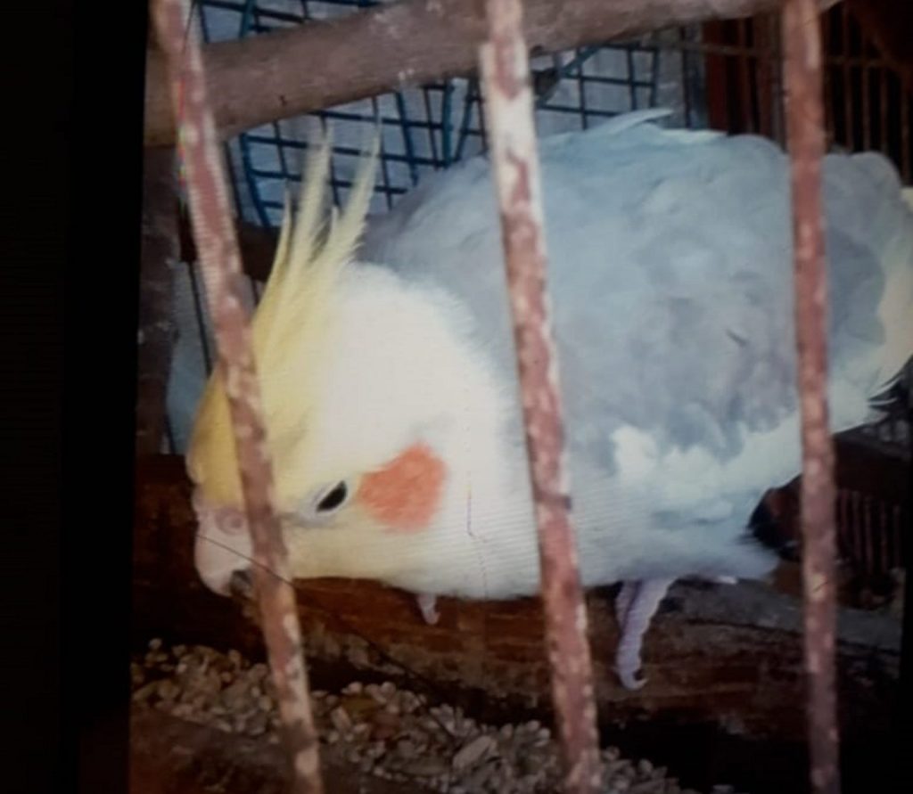 Calopsita desapareceu há um mês no Bairro Consolata