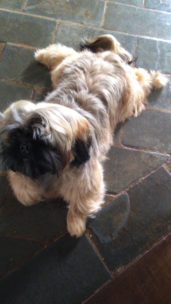 Toby desapareceu no Bairro Santa Felicidade