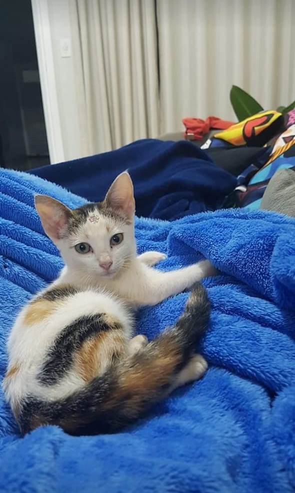 Maia desapareceu no Bairro XIV de Novembro