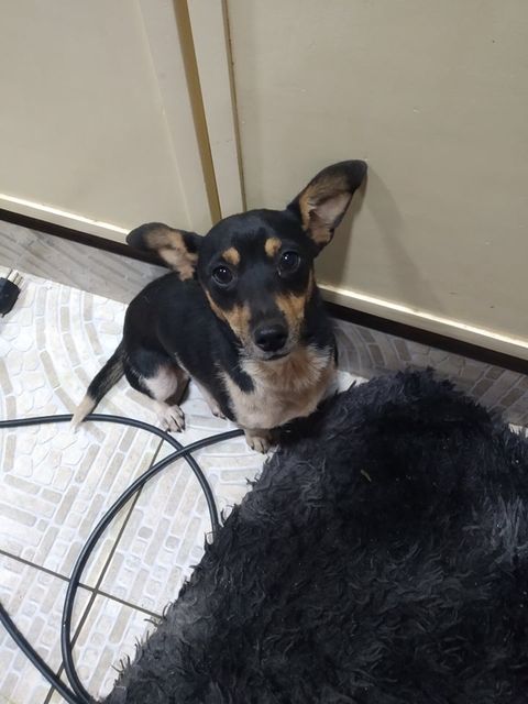 Cachorro é encontrado no Bairro Alto Alegre