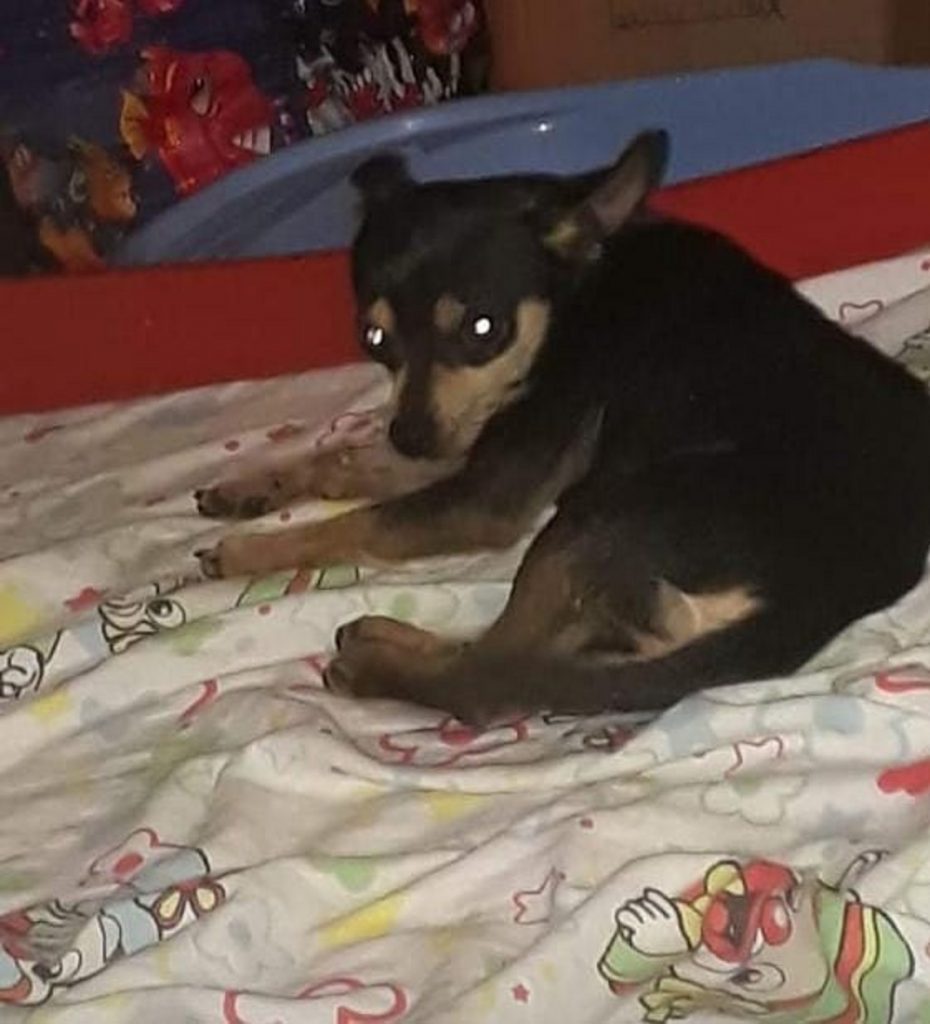 Cachorro que atende pelo nome de Pingo desapareceu no Bairro Universitário