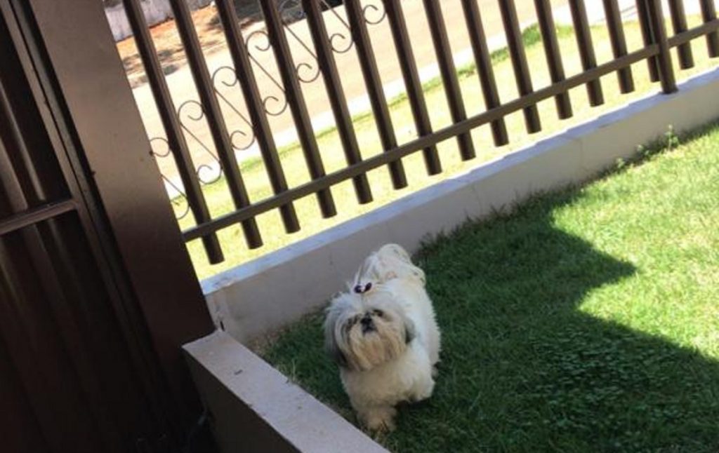 Cachorrinha que atende por “Luna” desapareceu no Bairro São Cristóvão