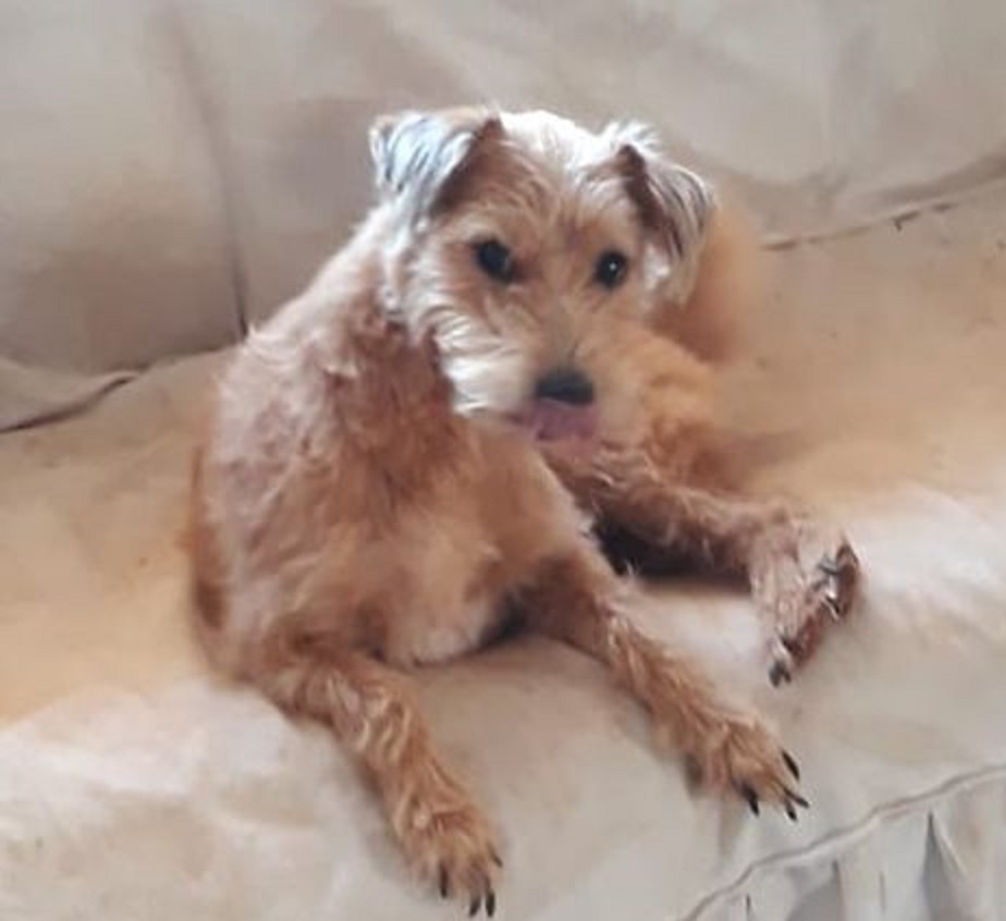 Cachorro que atende pelo nome de “Rabito” sumiu no Bairro Maria Luiza Imagem referente a Cachorro que atende pelo nome de “Rabito” sumiu no Bairro Maria Luiza