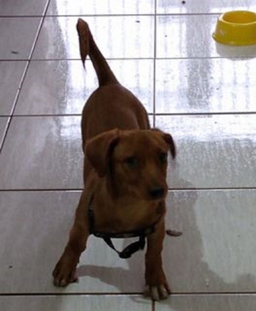Internauta pede ajuda para encontrar lar para cachorro