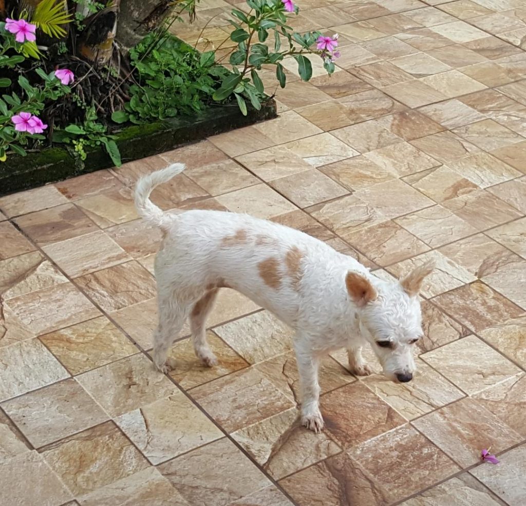 ‘Belinha’ sumiu na região do Bairro Maria Luíza