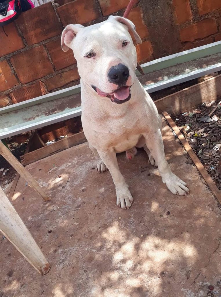 Cachorro desapareceu na região do Jardim Melissa