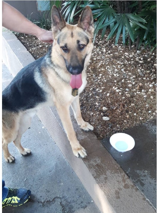 Cachorro é encontrado na Rua Carlos de Carvalho, no Centro