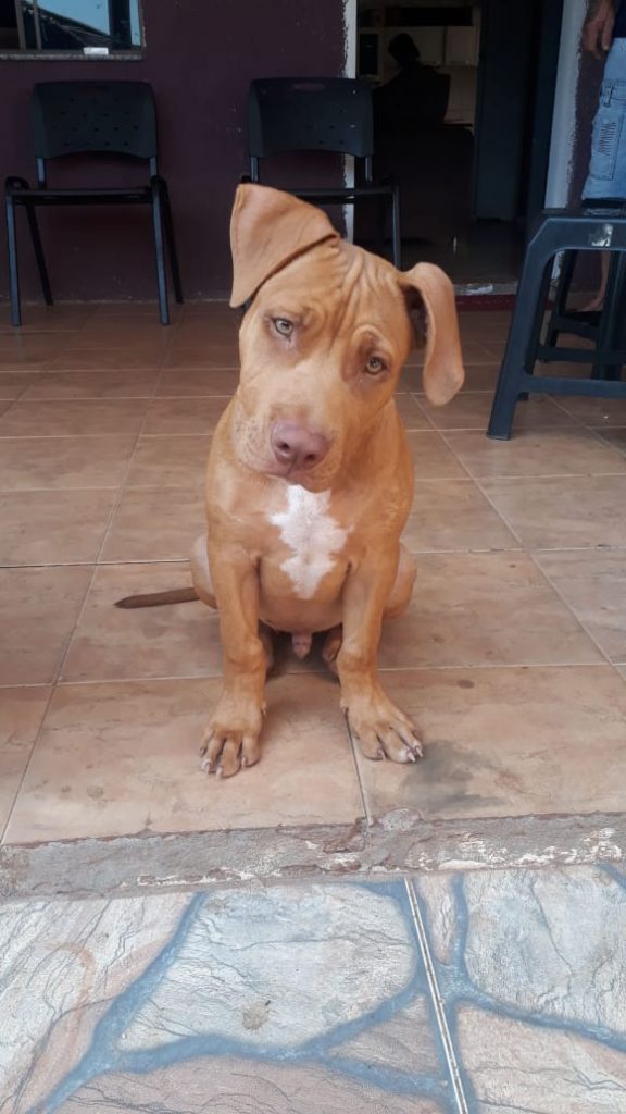 Zeus fugiu no Bairro Alto Alegre