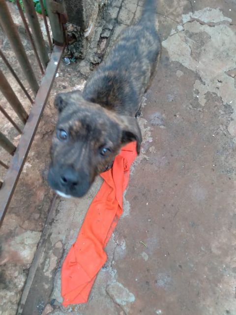 Boby desapareceu em Santa Tereza do Oeste
