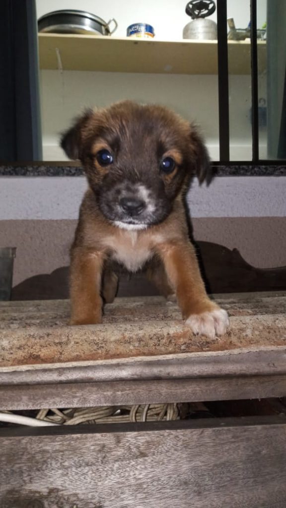 Internauta busca dono para cachorro que foi resgatado