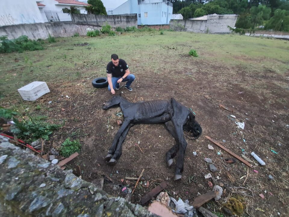 Maus tratos: égua é abandonada em quadro de desnutrição em terreno de Curitiba