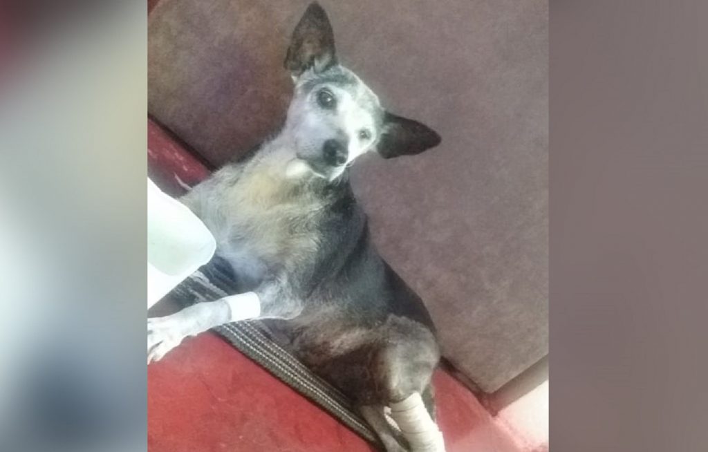 Internauta faz arrecadação para tratamento de cachorrinha atropelada