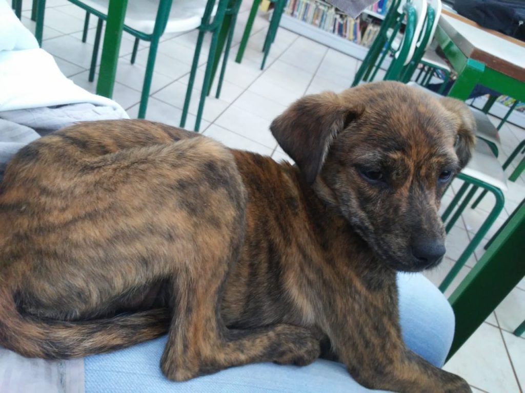 “Cacau” sumiu no Bairro Santos Dumont