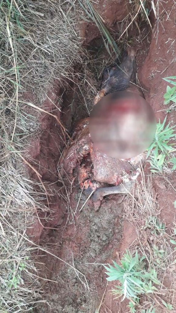 Vaca que foi furtada em propriedade rural tem carne levada por criminosos em Lindoeste