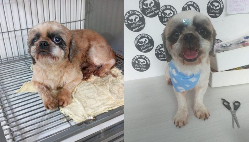 Cachorro é encontrado no Bairro Cancelli