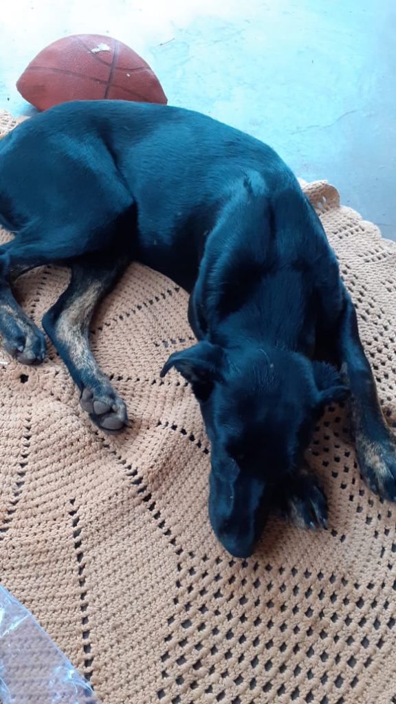 Cachorro é encontrado no Bairro Guarujá