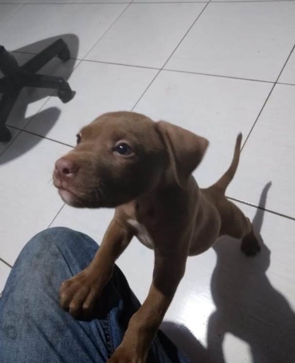 Aruk desapareceu no Bairro Melissa II