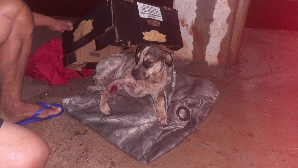 Cachorro atropelado precisa de ajuda e custos de tratamento ultrapassam R$ 5 mil
