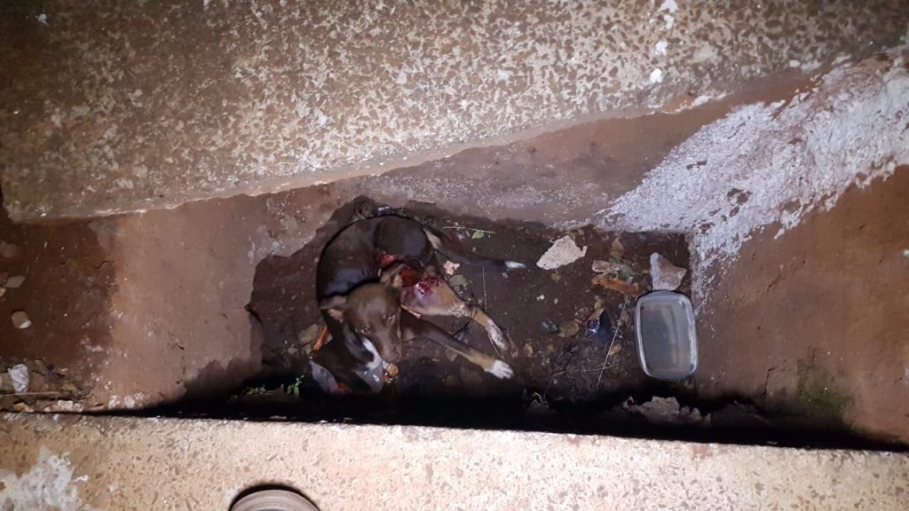 Cachorro é atropelado e vai parar em bueiro no Clarito