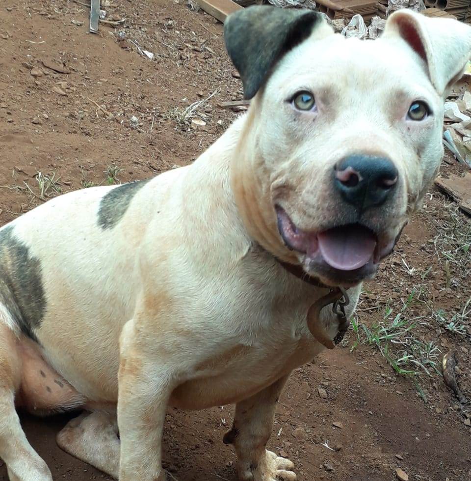 Família procura por cadela que fugiu de imóvel que pegou fogo no Bairro Interlagos