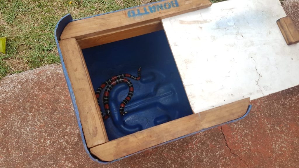 Cobra é capturada em imóvel no Parque dos Ipês
