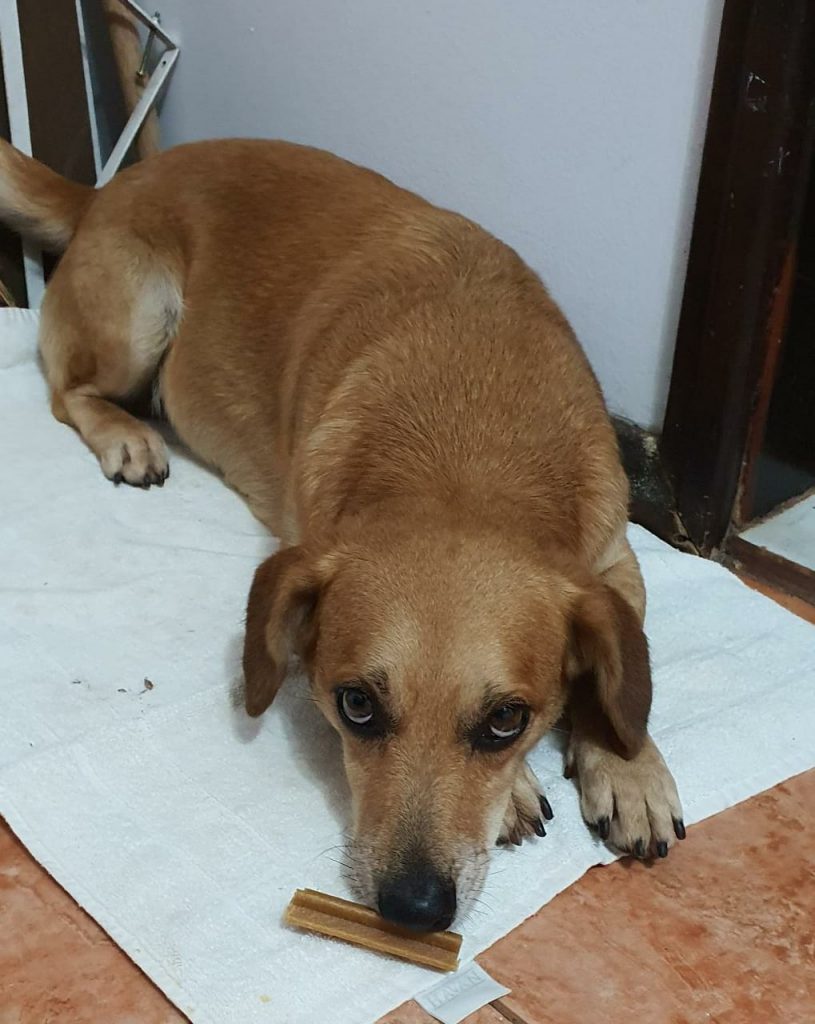 Cadelinha é encontrada na Região do Bairro Cancelli