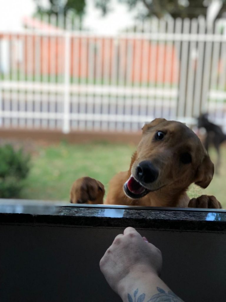 ‘Peluça’ desapareceu de residência no Bairro Universitário