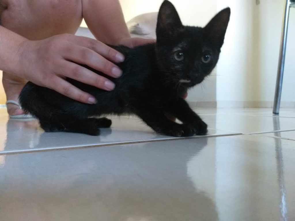 Internauta busca dono para gata que foi resgatada