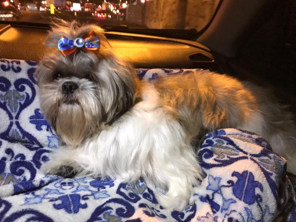 Shih-tzu fugiu de residência no Bairro Universitário