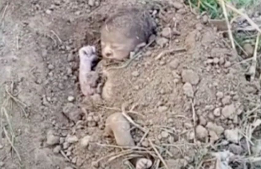 Bebê é resgatado após ser enterrado vivo em fazenda; veja o vídeo Imagem referente a Bebê é resgatado após ser enterrado vivo em fazenda; veja o vídeo