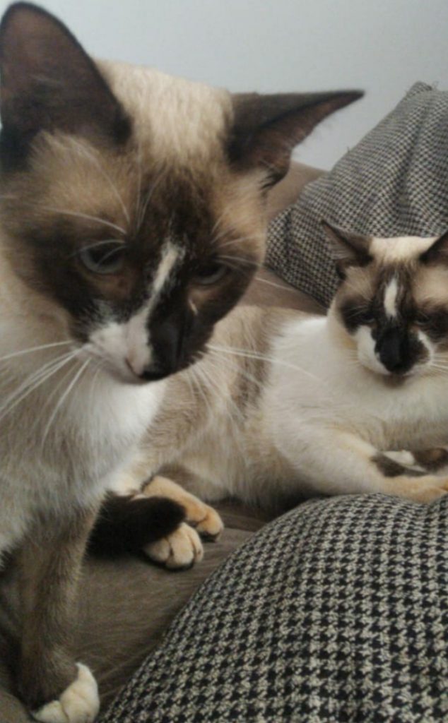 Gatos sumiram na região do Bairro Santa Felicidade