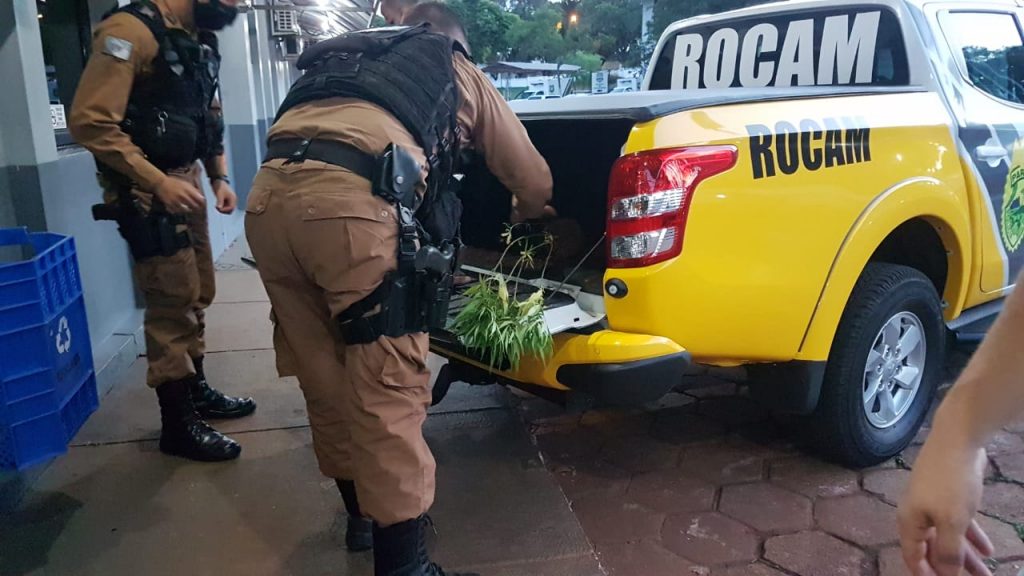 PM apreende menor de idade e pés de maconha no Itália