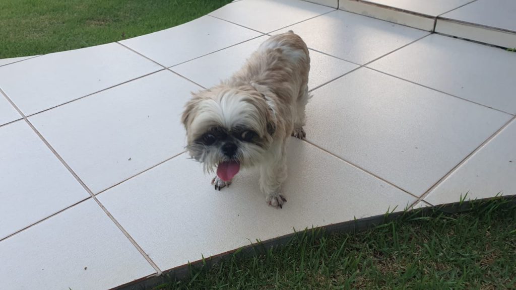 Cachorra foi encontrada no Maria Luíza