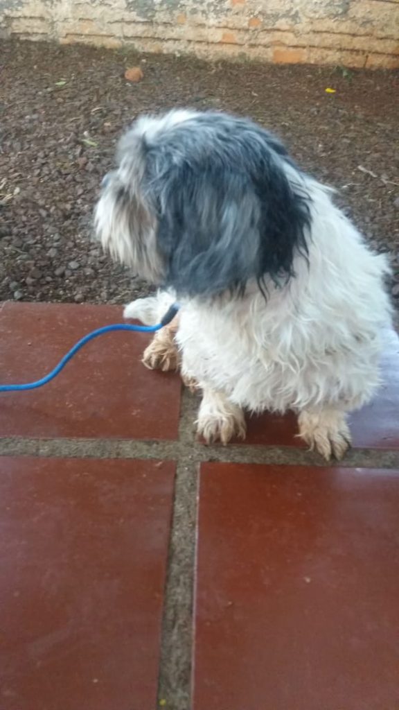 Cachorro foi encontrado no Tropical