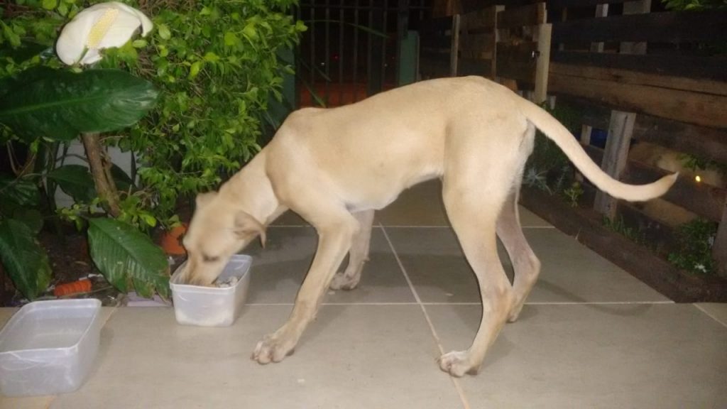 Cadelinha foi encontrada no Maria Luíza