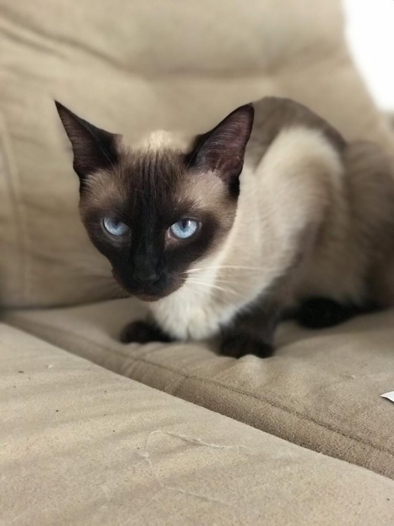 Gatinha Amy sumiu do Cancelli