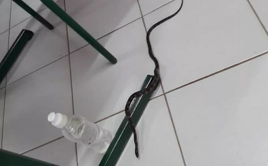 Tumulto: cobra invade sala e votação é suspensa em seção eleitoral