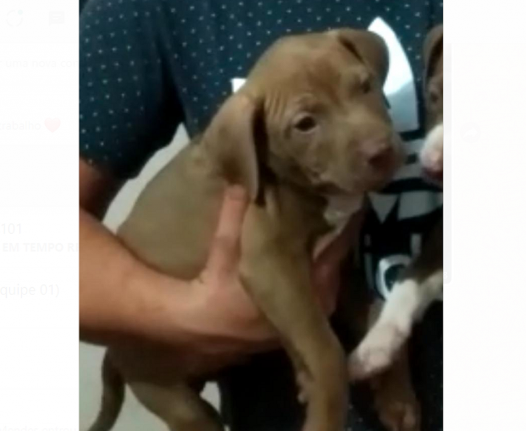 Cão Pitbull sumiu na região do Bela Vista