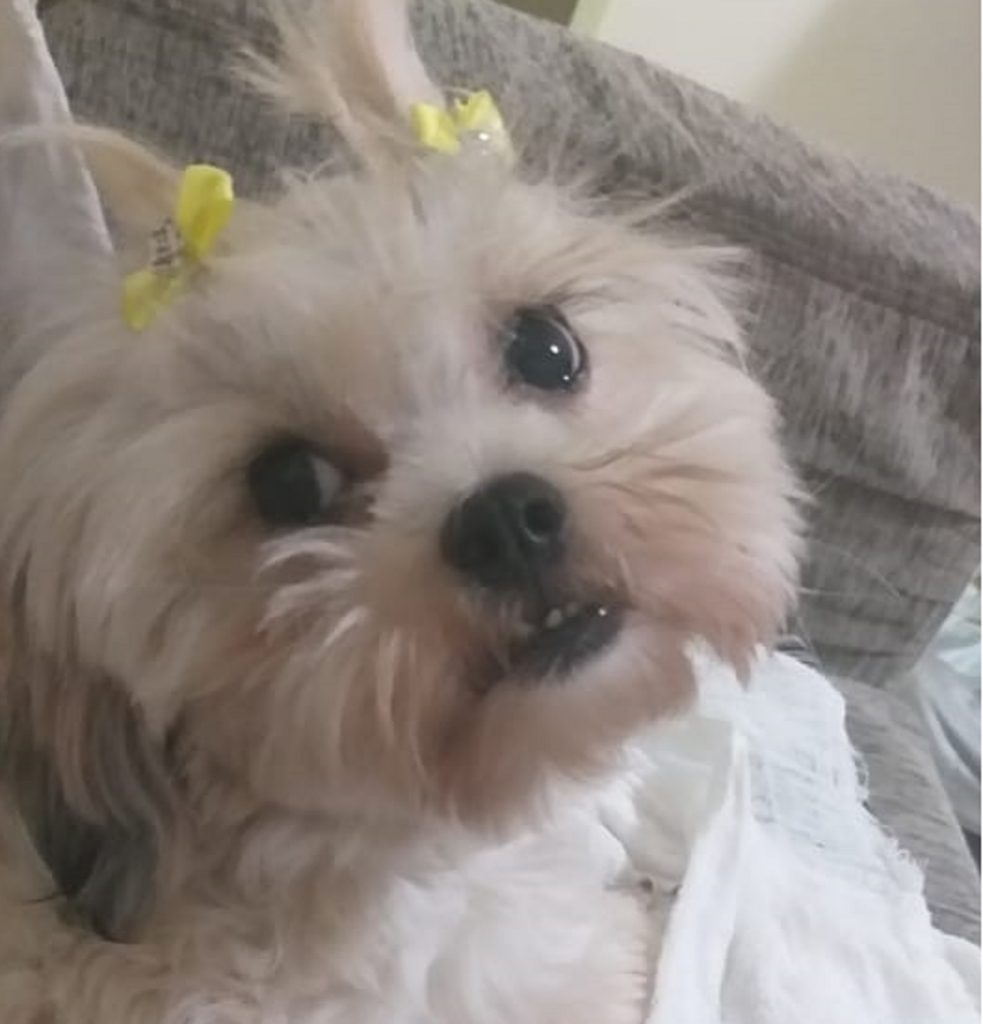 Cachorrinha sumiu no Bairro Esmeralda