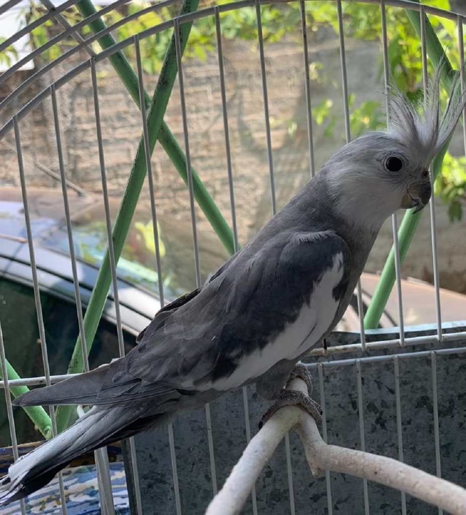 Calopsita desapareceu no Bairro Universitário