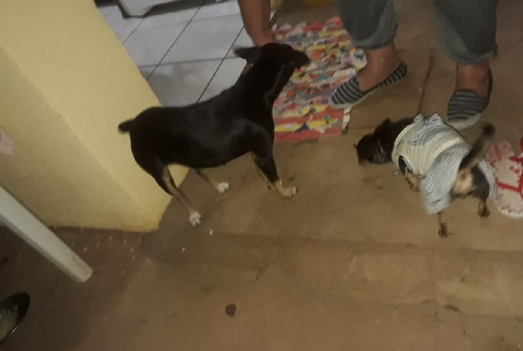Moradores de diferentes bairros alertam para envenenamento de cães e gatos