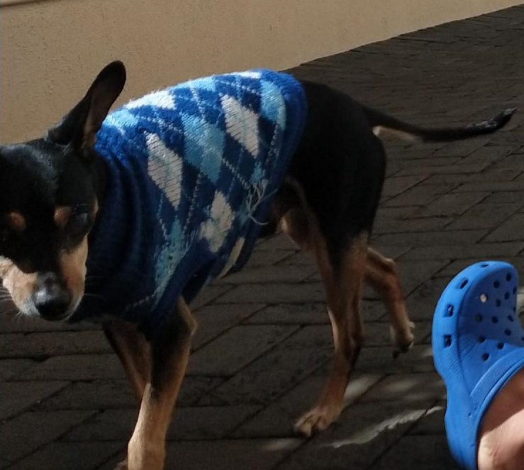 Cachorro desapareceu no Bairro Gramado