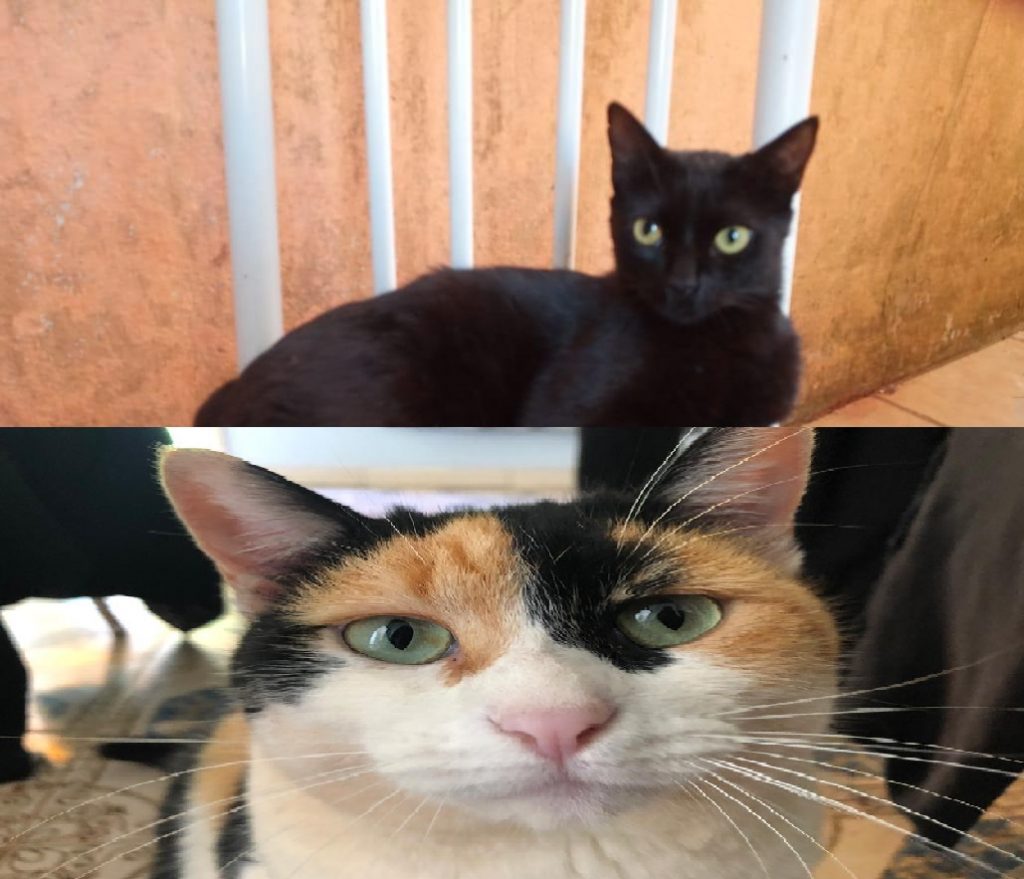 Gatinhos buscam por um novo lar
