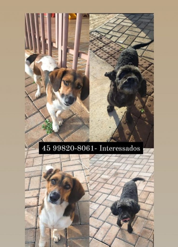 Cachorrinhos procuram por novo lar