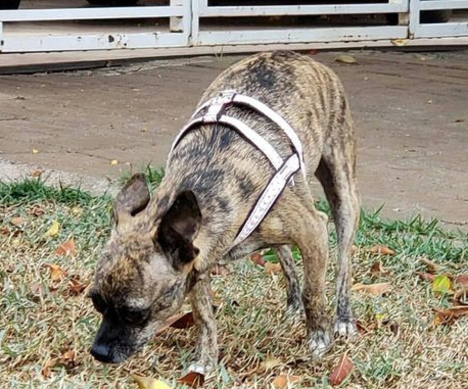 Cachorrinha de Raça Pincher desapareceu no Bairro neva