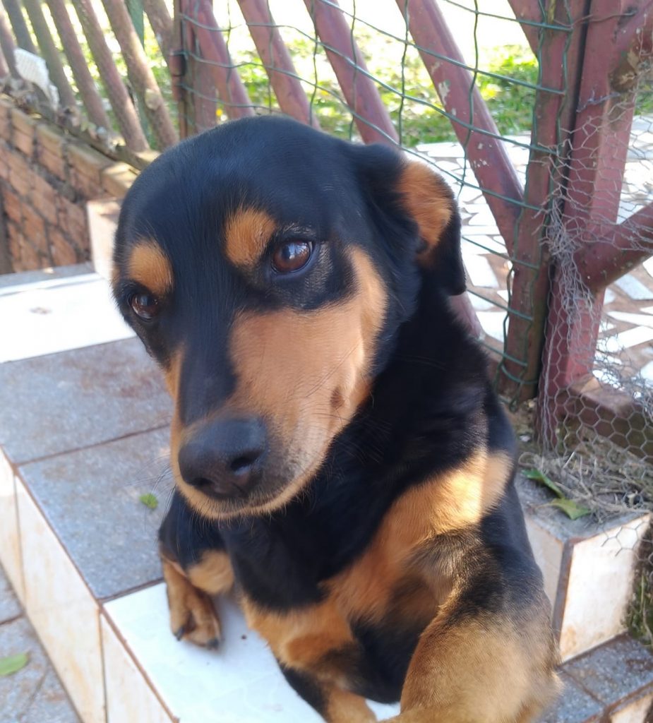 Cachorrinho que atende por “Black” desapareceu no Bairro Maria Luiza