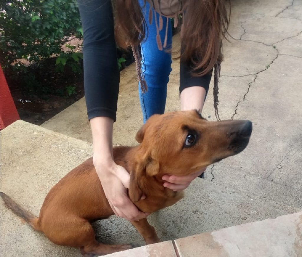 Cachorrinho foi encontrado no bairro São Cristóvão