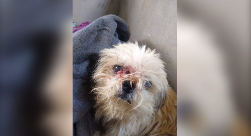 Mais um cãozinho é encontrado ferido no Bairro Esmeralda; moradores tentam localizar criminoso Mais um cãozinho é encontrado ferido no Bairro Esmeralda; moradores tentam localizar criminoso